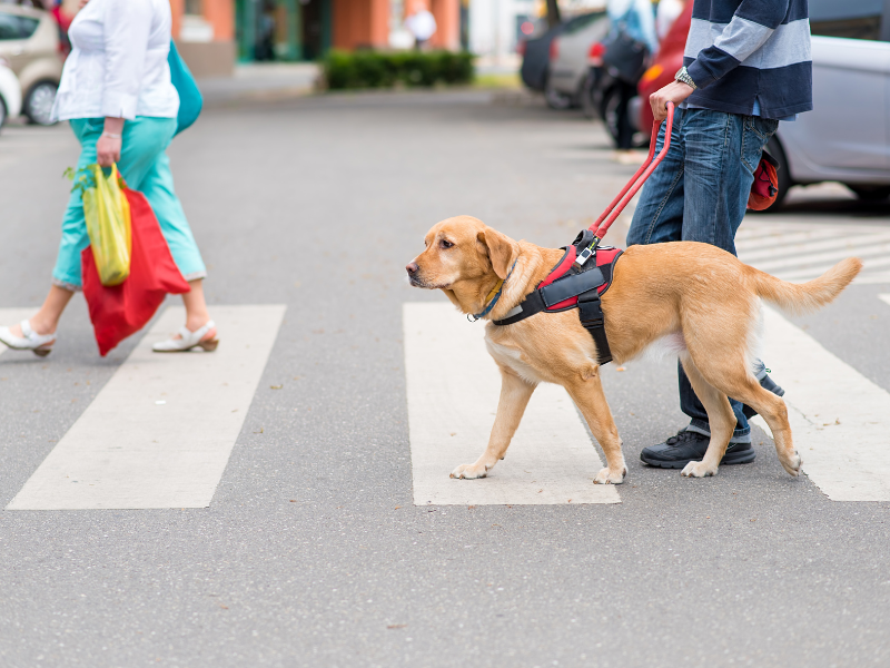 blindengeleidenhond met persoon op een zebrapad